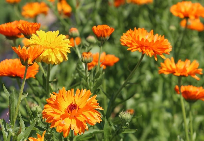 Bucherhof Blumen-Selbstpflückfeld Münchenbuchsee