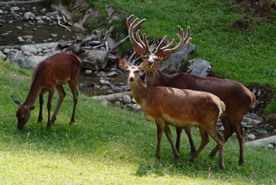 Wildpark Roggenhausen
