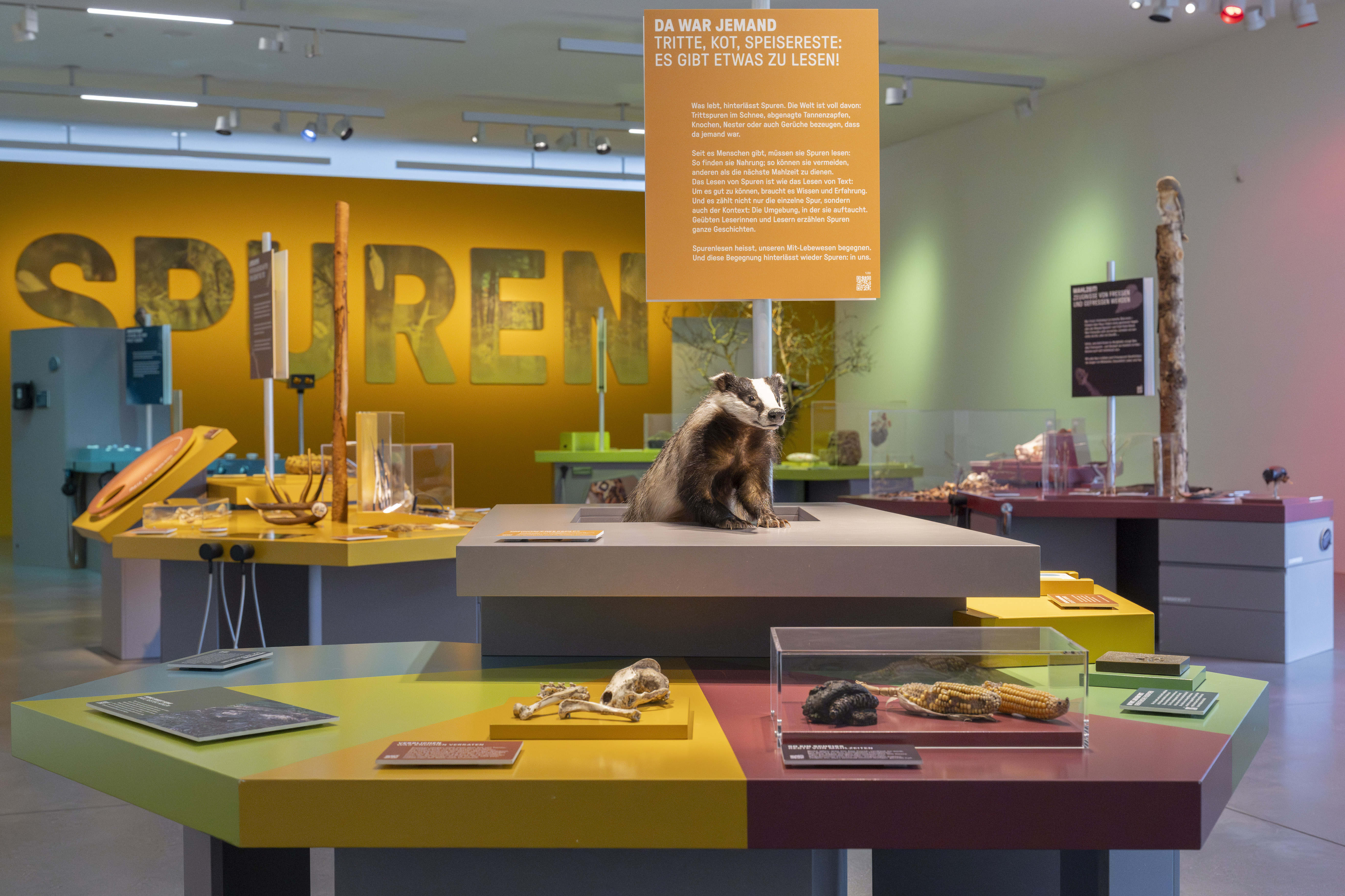 Tierspuren im Naturmuseum St.Gallen entdecken