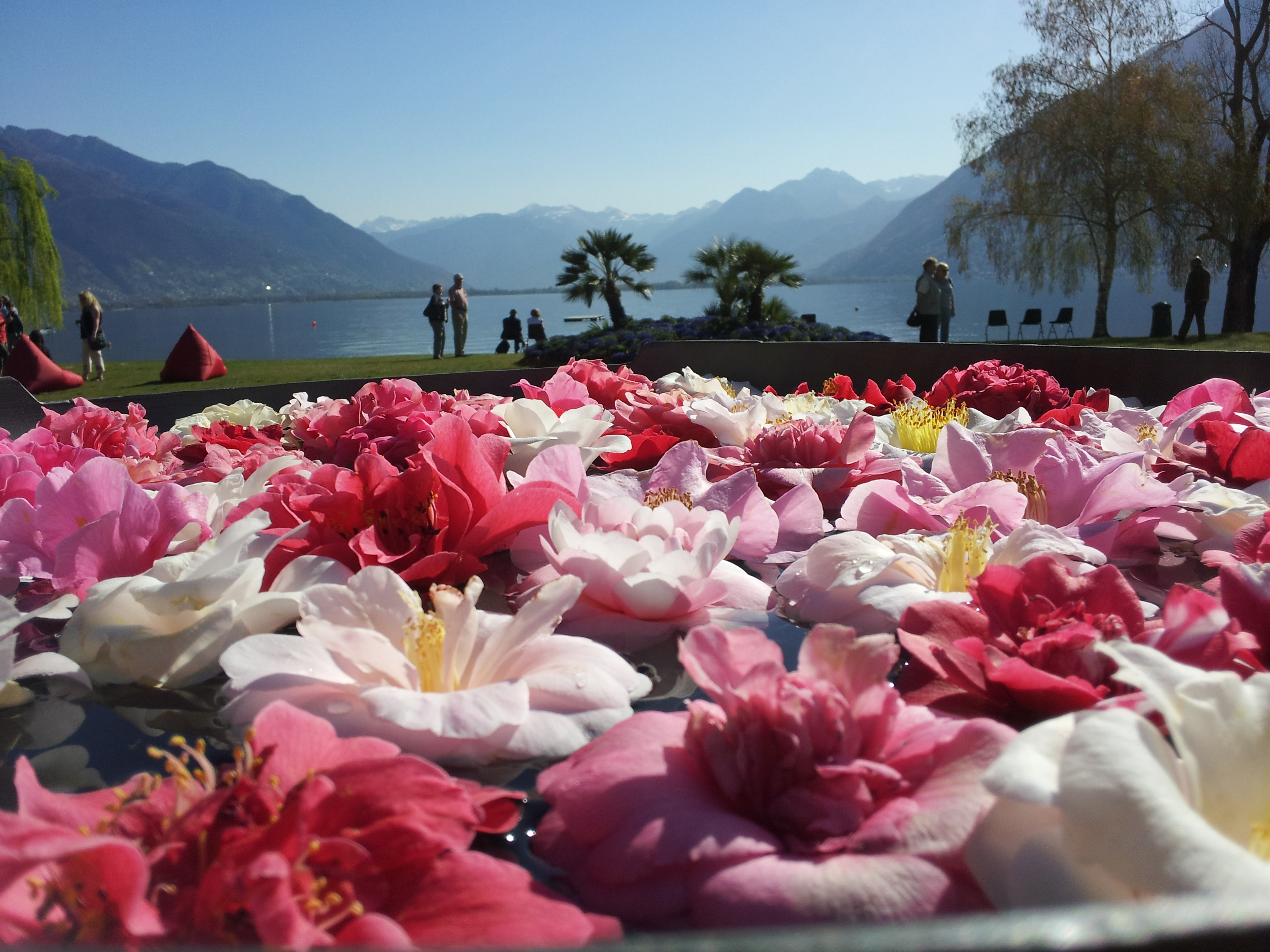 Camelie Locarno
