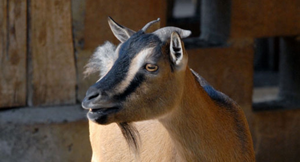 Zoo Hasel