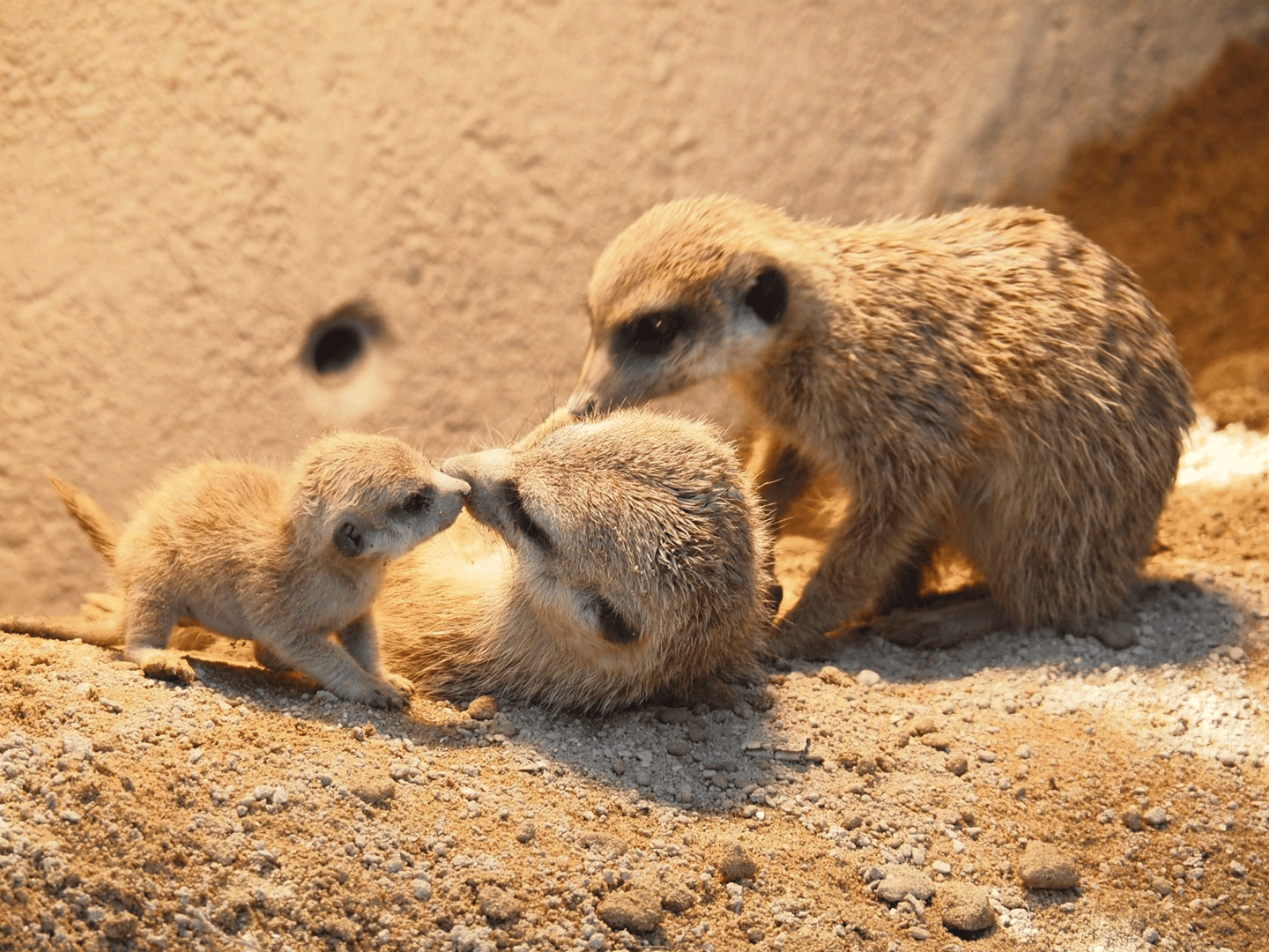 Baby Erdmännchen spielt mit seinen Eltern