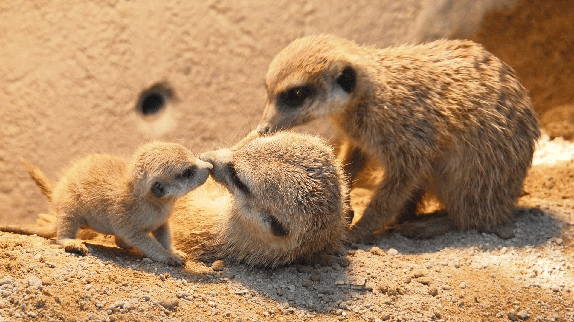 Baby Erdmännchen spielt mit seinen Eltern