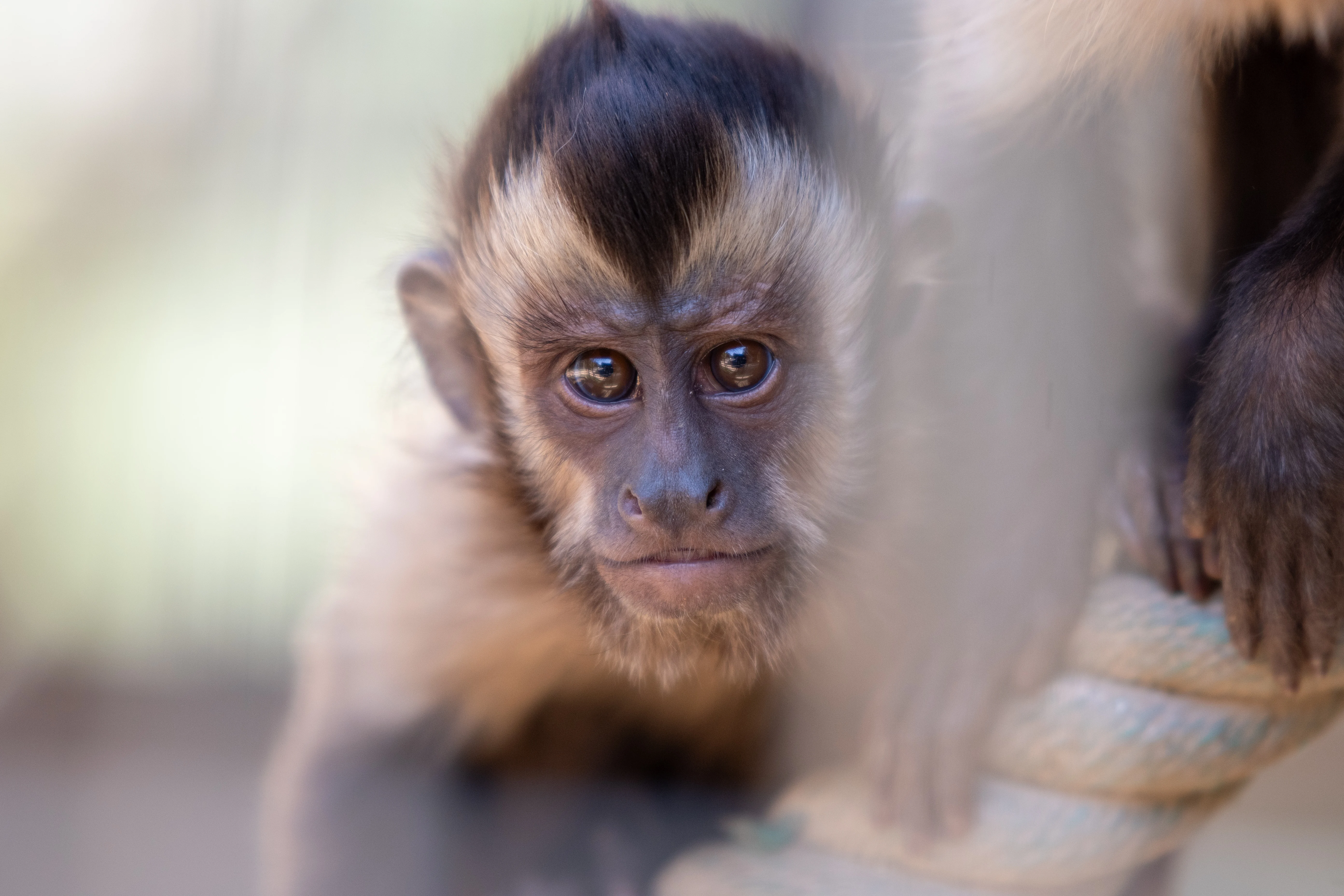 mys-Zoo al Maglio, l’unico zoo del Ticino - Biglietto giornaliero-Zoo al Maglio