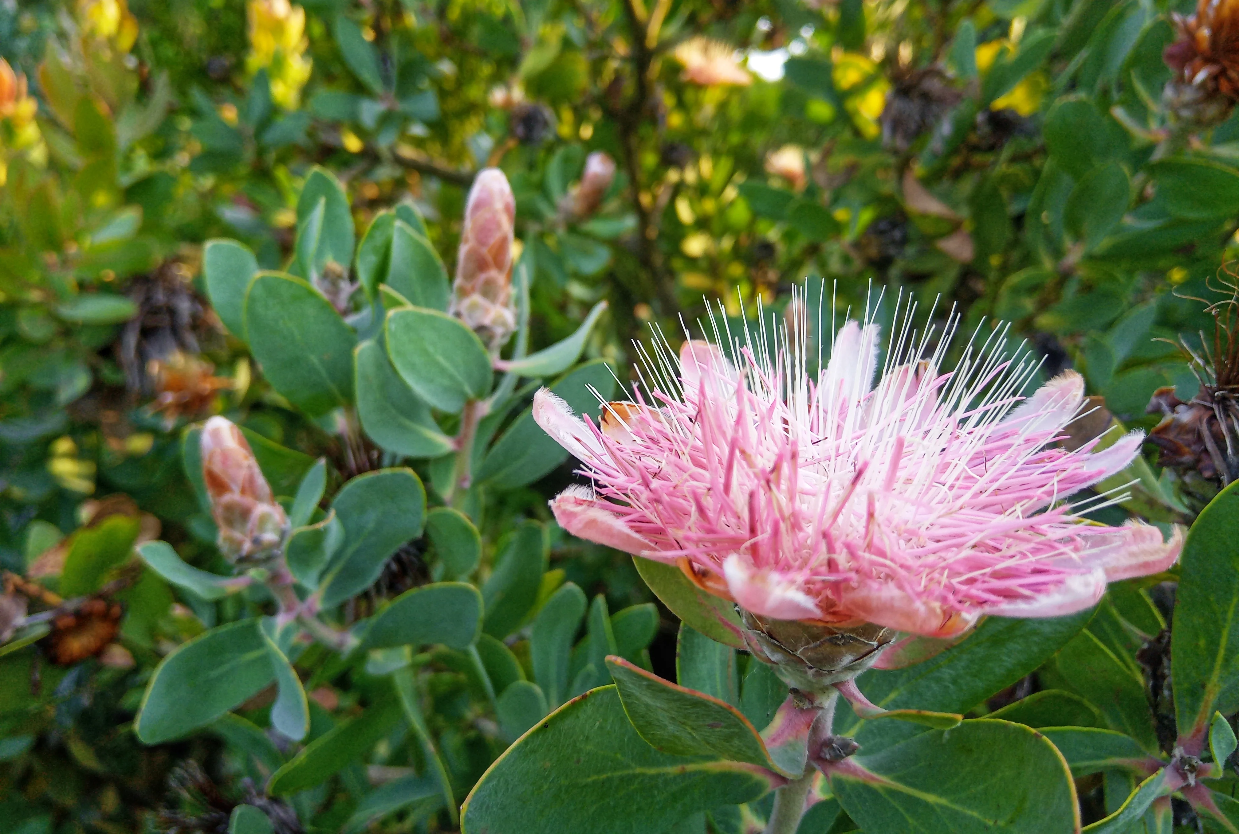 mys-Isole di Brissago-Protee Isole di Brissago