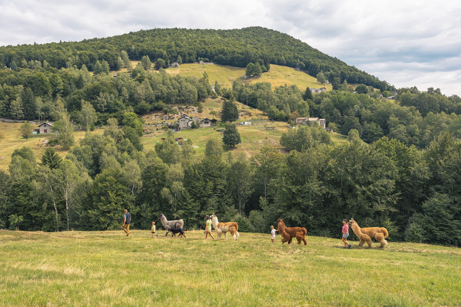 mys-Introductory llama trekking on Monte Comino-Lamatrekkingticino