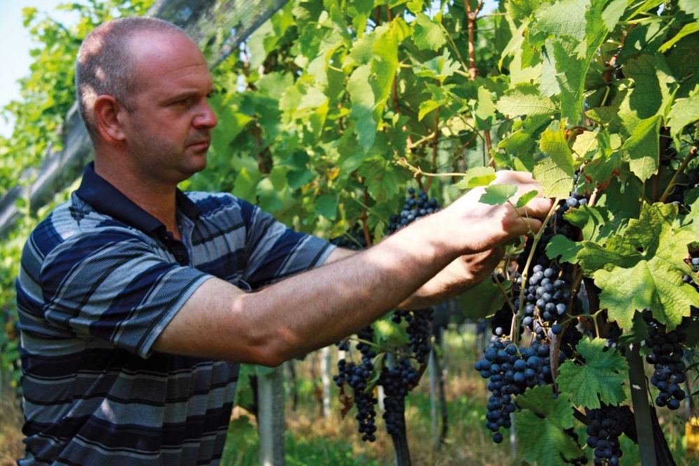 Azienda agricola e vitivinicola Cadenazzi