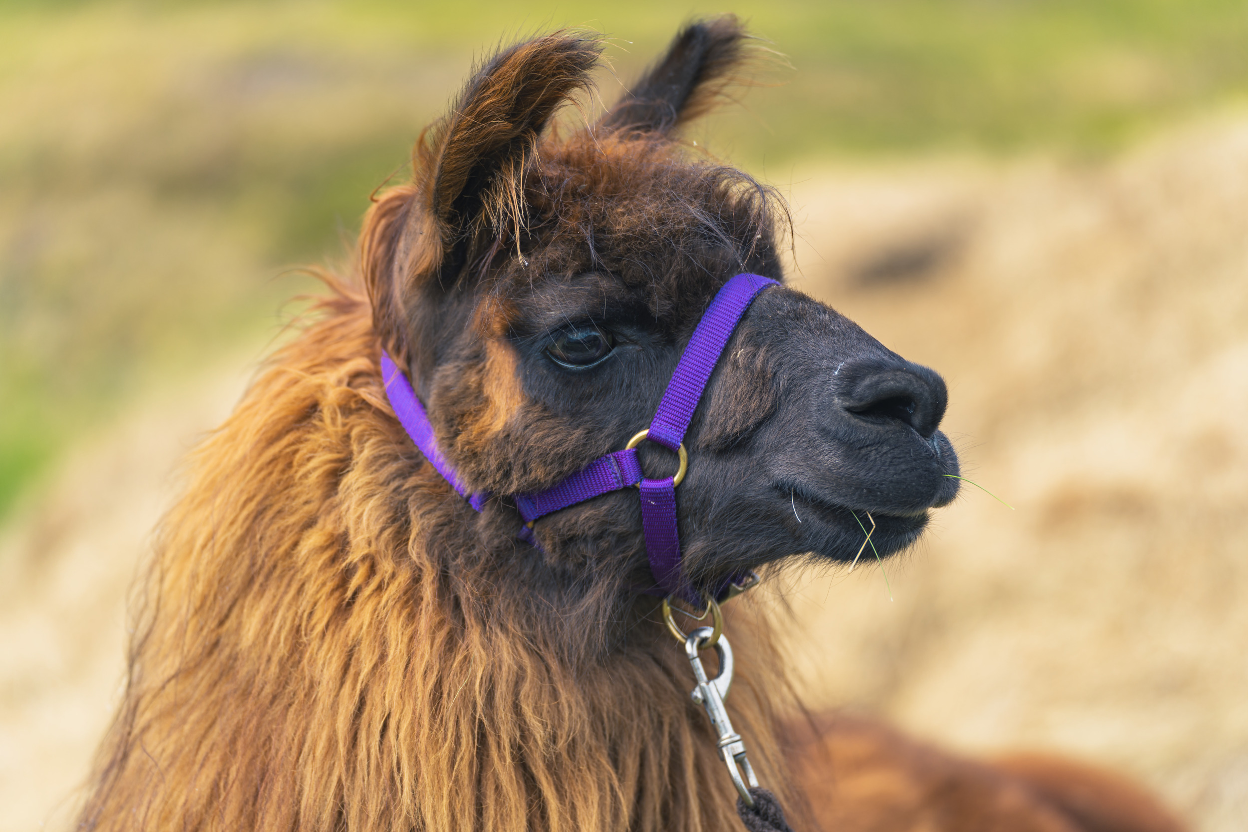 mys-Introductory llama trekking on Monte Comino-Lama