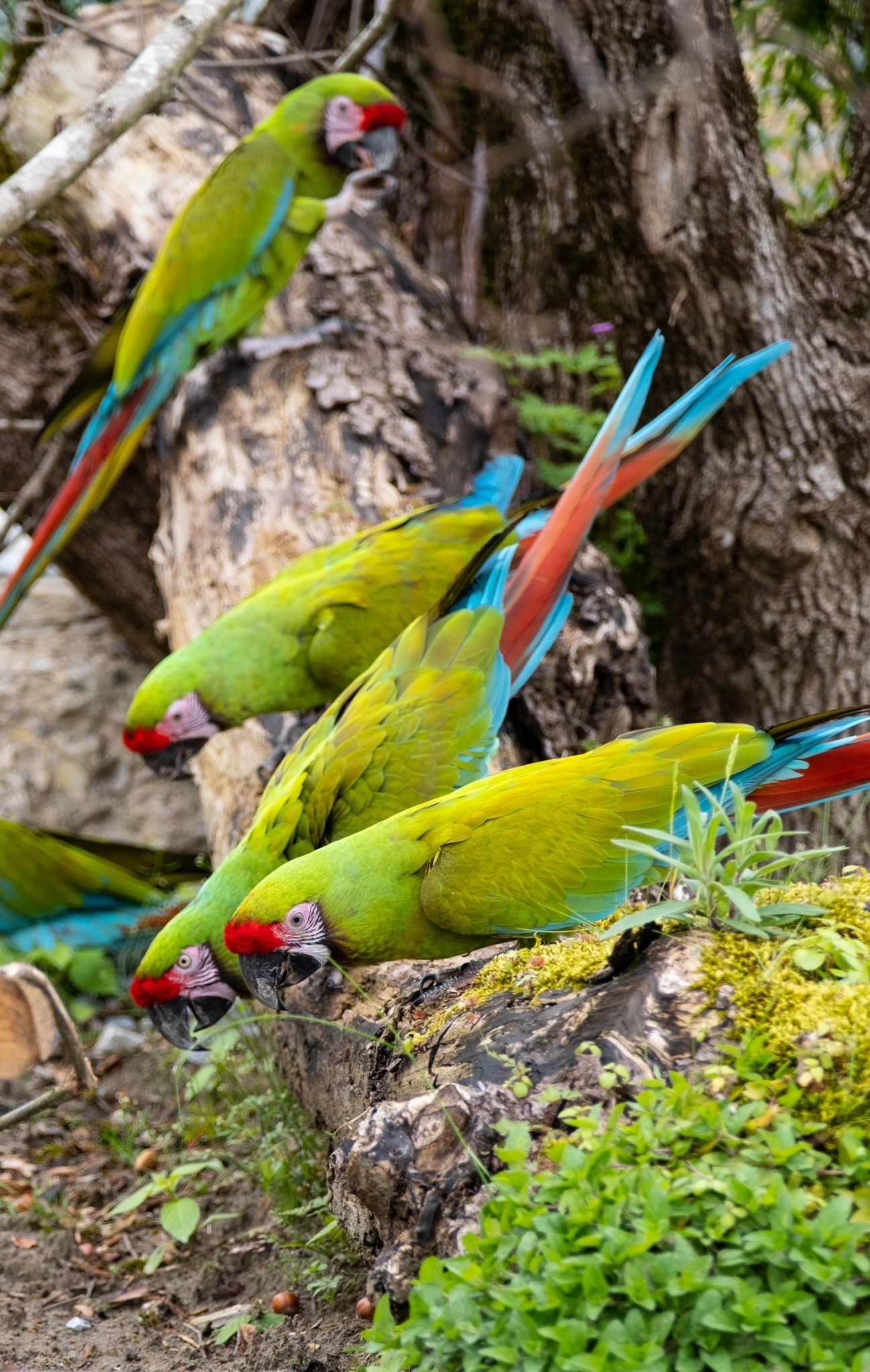 Plusieurs aras militaires vert et rouge perchés sur un tronc d’arbre au Knies Kinderzoo à Rapperswil.