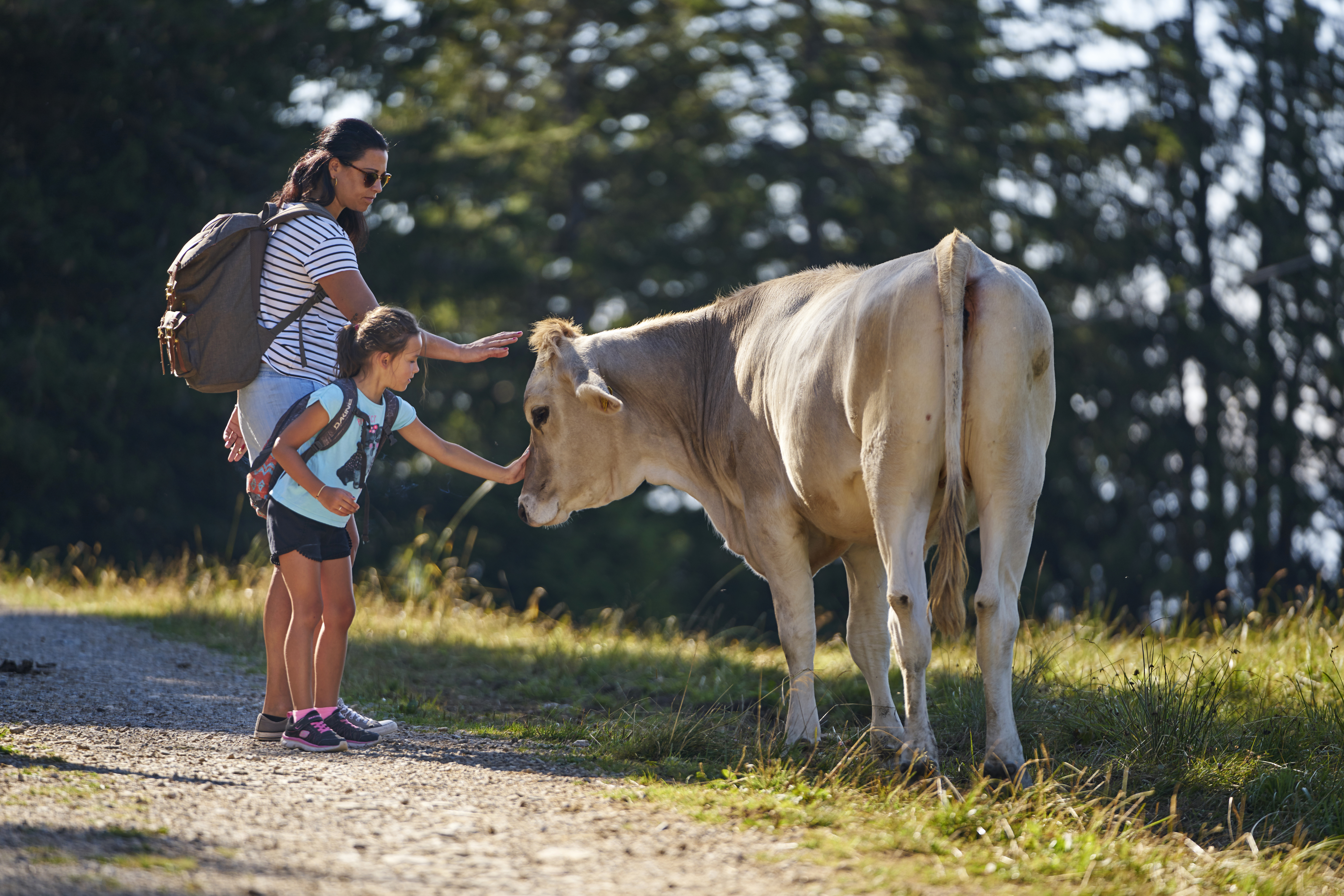 Mutter und Tochter streicheln eine Kuh auf dem Alperlebnisweg Rigi, umgeben von sonniger Berglandschaft und Wiesen.