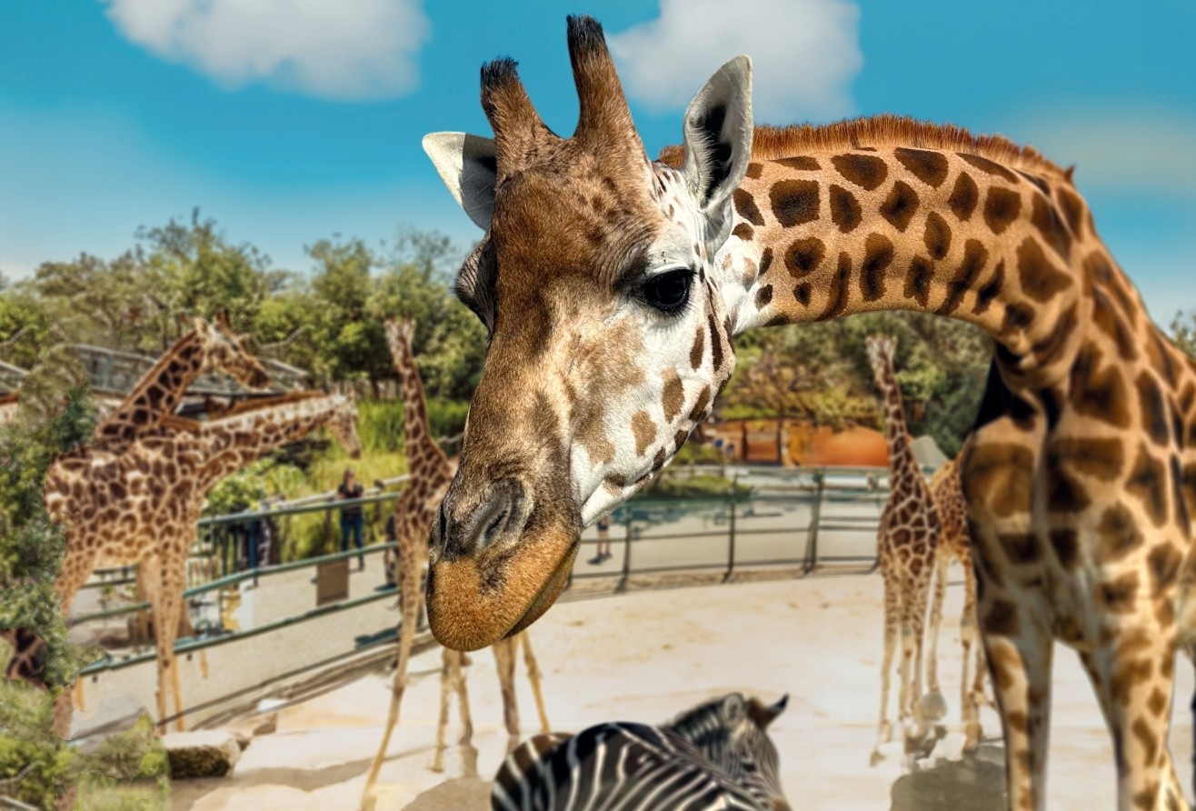 Giraffe im Knies Kinderzoo in Rapperswil mit weiteren Giraffen und einem Zebra im Hintergrund an einem sonnigen Tag.