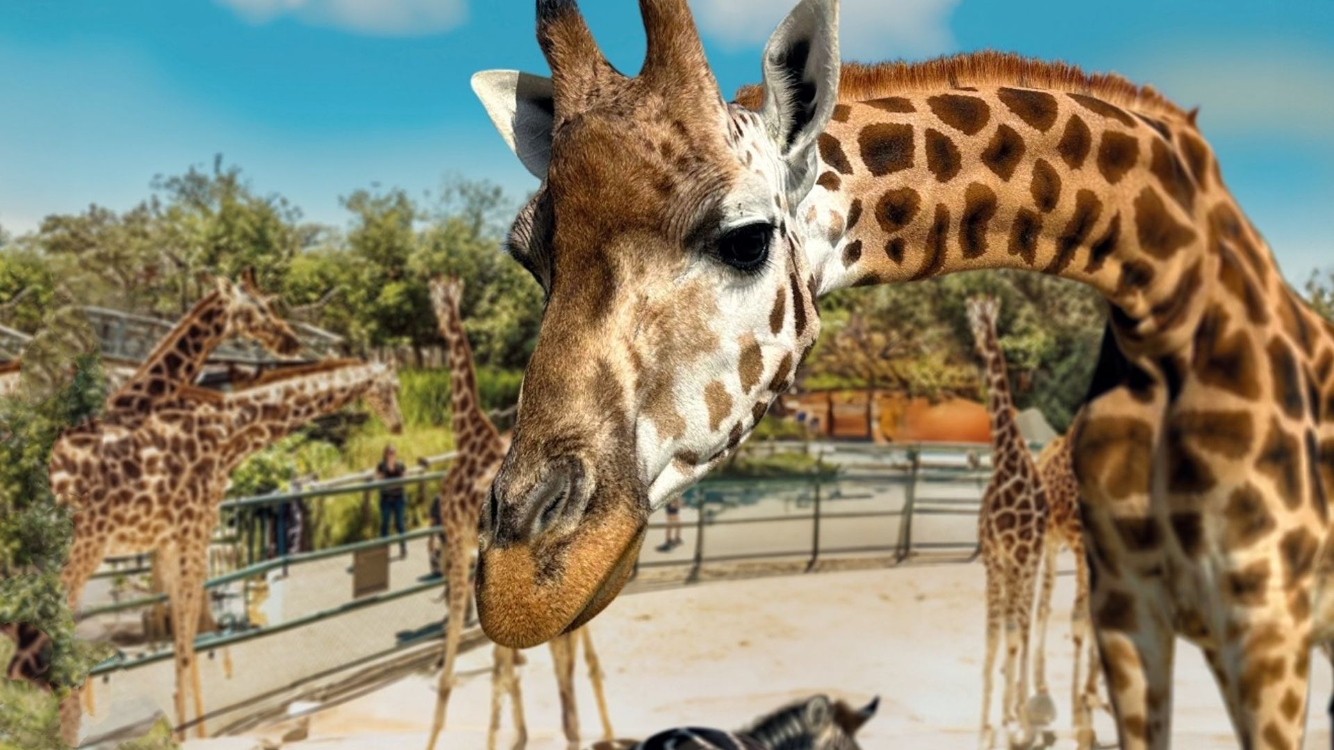 Giraffe im Knies Kinderzoo in Rapperswil mit weiteren Giraffen und einem Zebra im Hintergrund an einem sonnigen Tag.