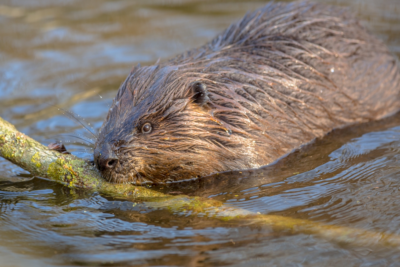 mys-Wildlife watching beaver-import_72464191-d9ed-46f4-bafb-6021403649a8.jpg