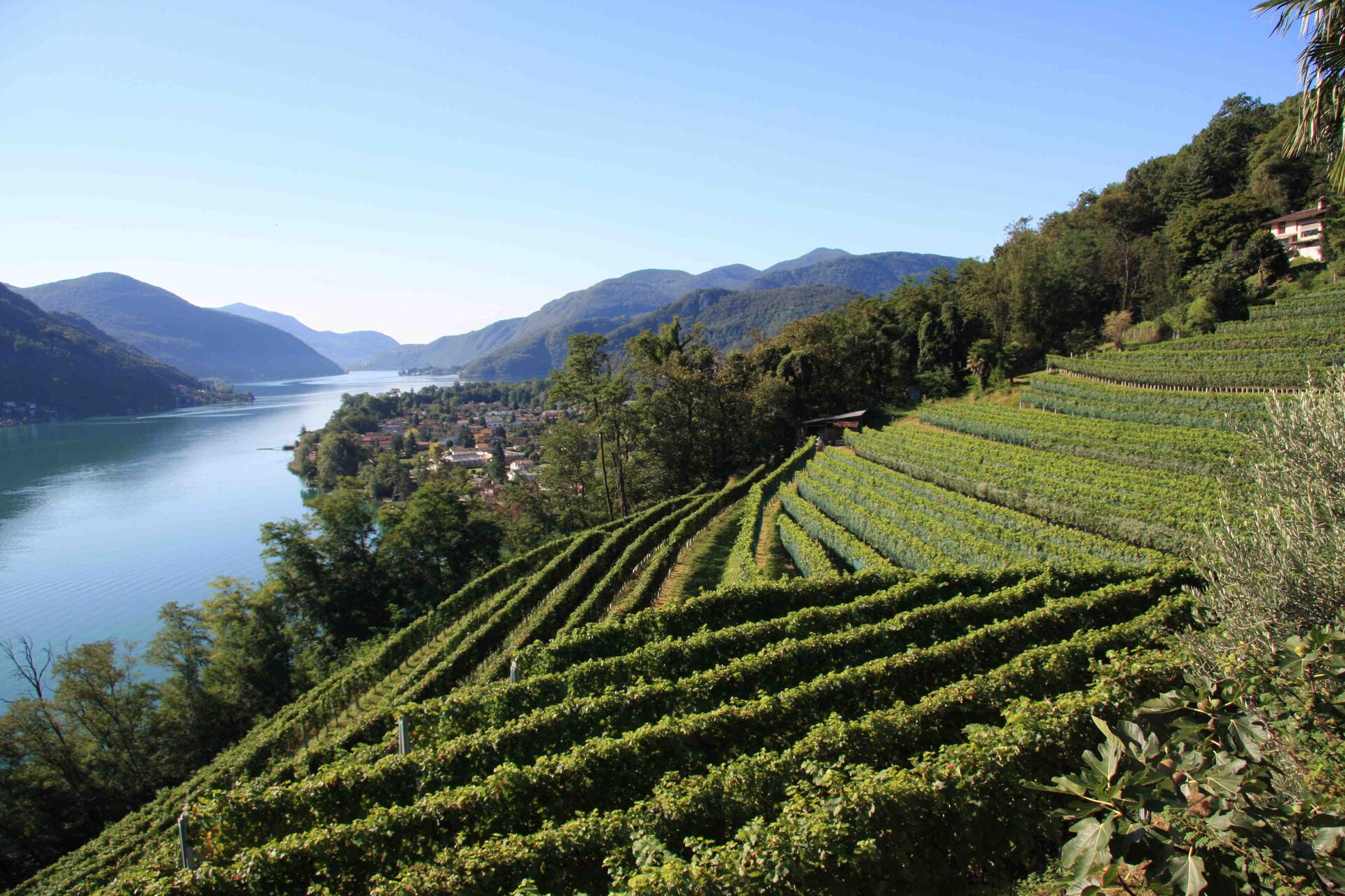 Tenuta San Giorgio