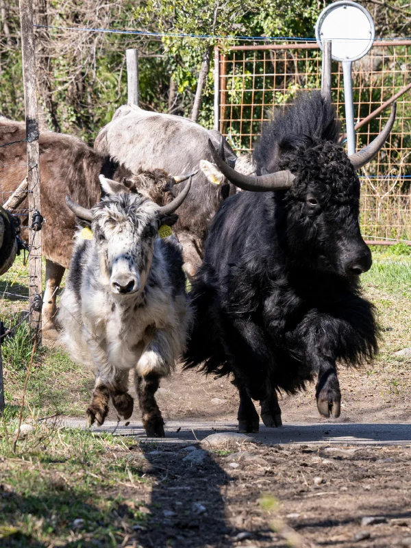 mys-Locarno – Scoprire la città, la natura e i luoghi energetici con una guida-Agarta_agriesperienza_3