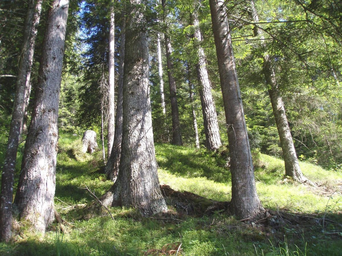 Tannen-Fichtenwald im Grosswald