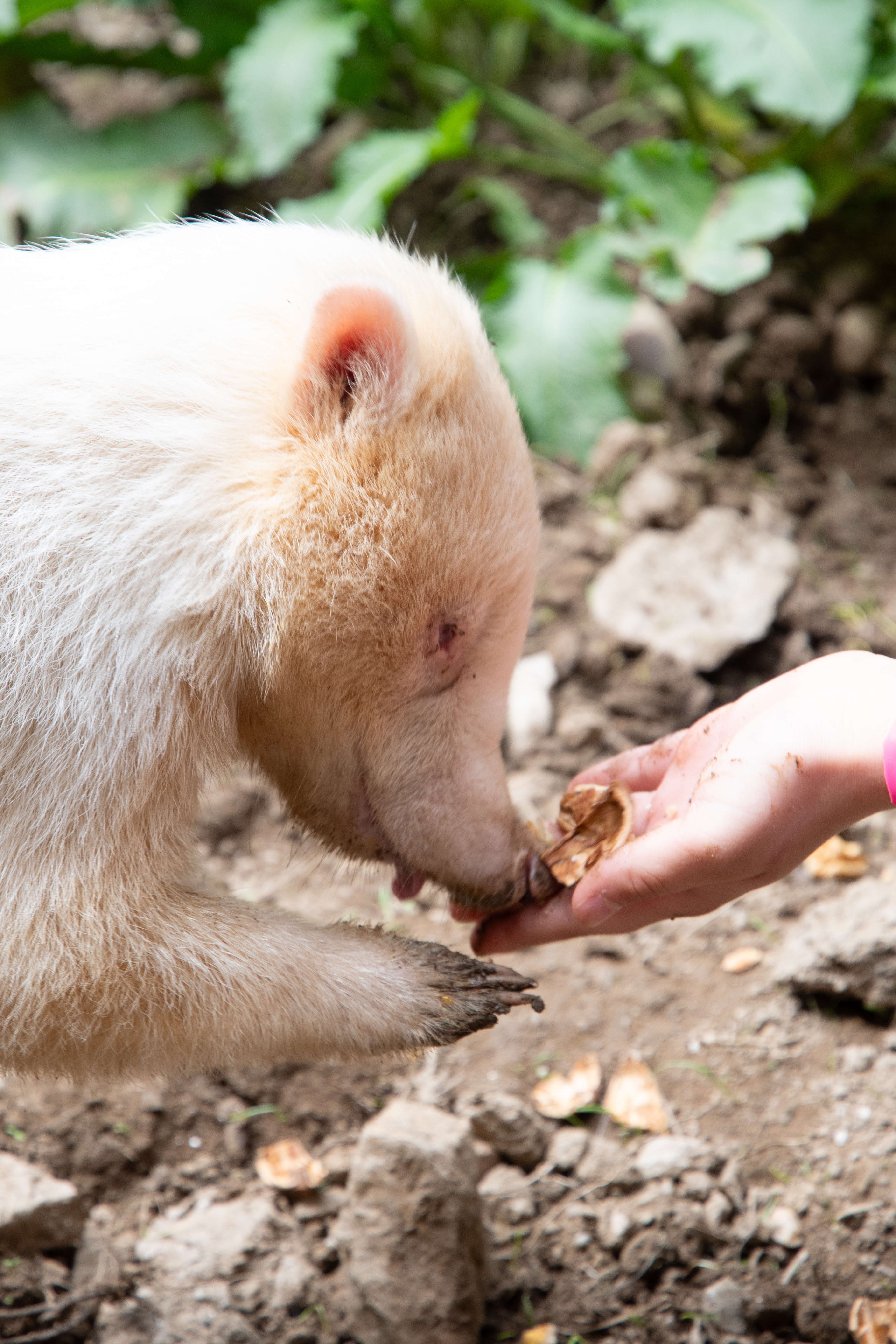 mys-Zoo al Maglio, the only zoo in Ticino – Animal experience-Erlebnis mit Nasenbären