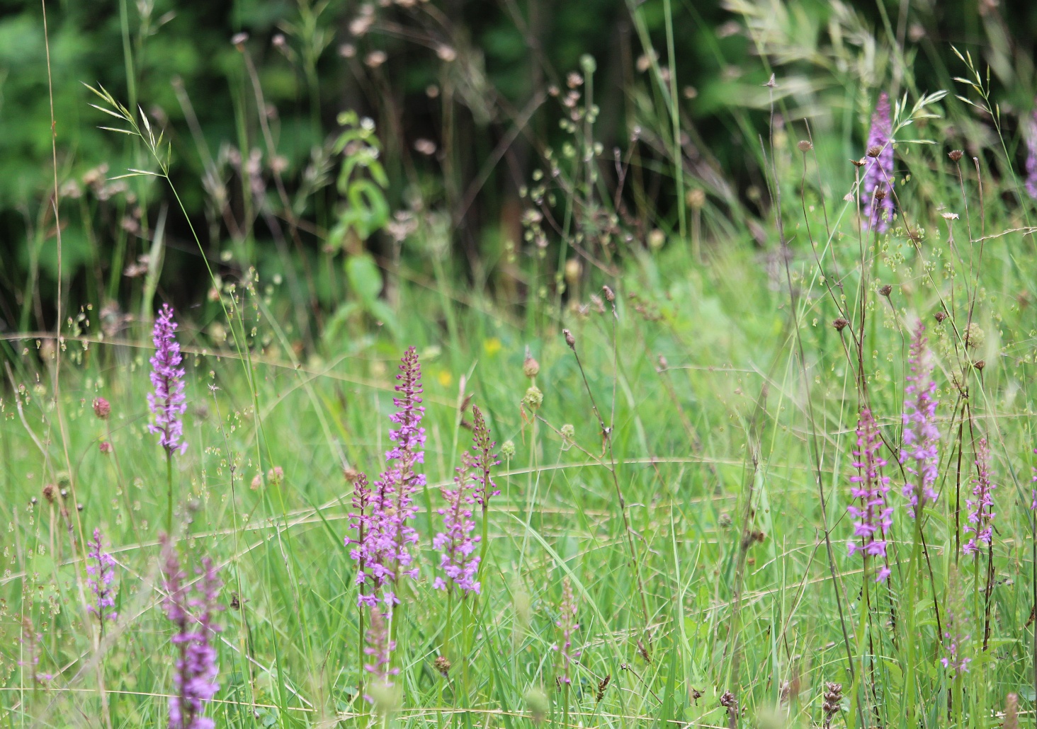Prairie d'orchidées de Döttingen