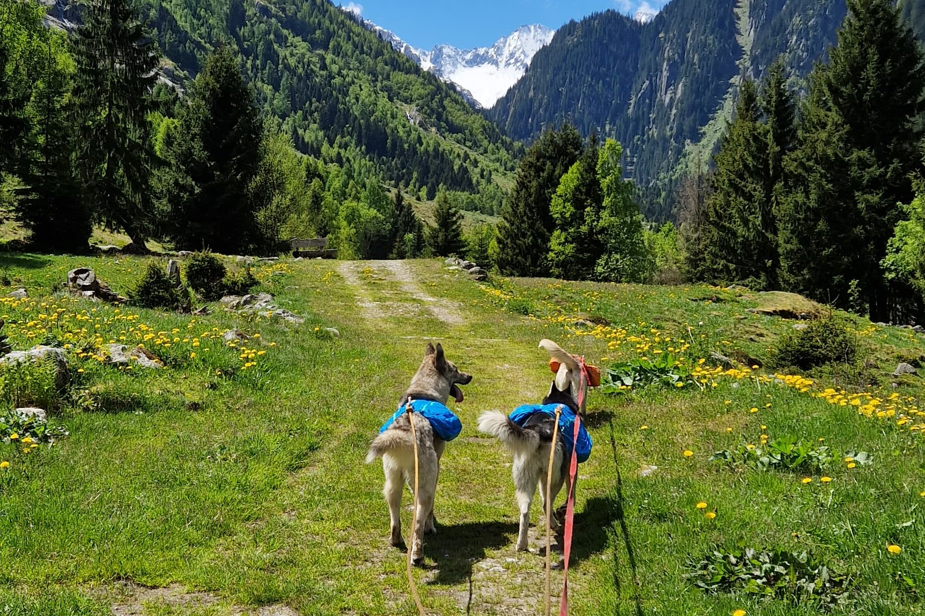 mys-Giornata Husky-Husky Tag