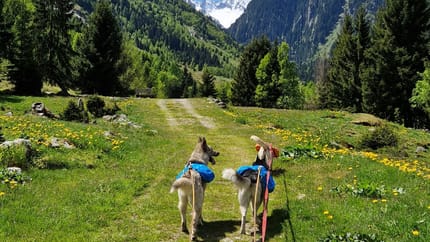 mys-Husky Tag-Husky Tag