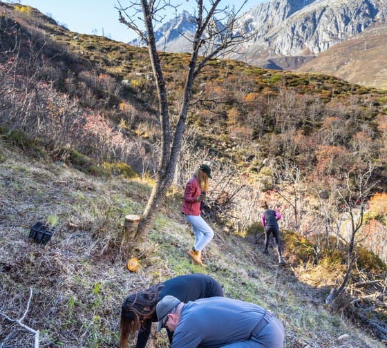 Foreste e clima Ursern - Operazioni forestali