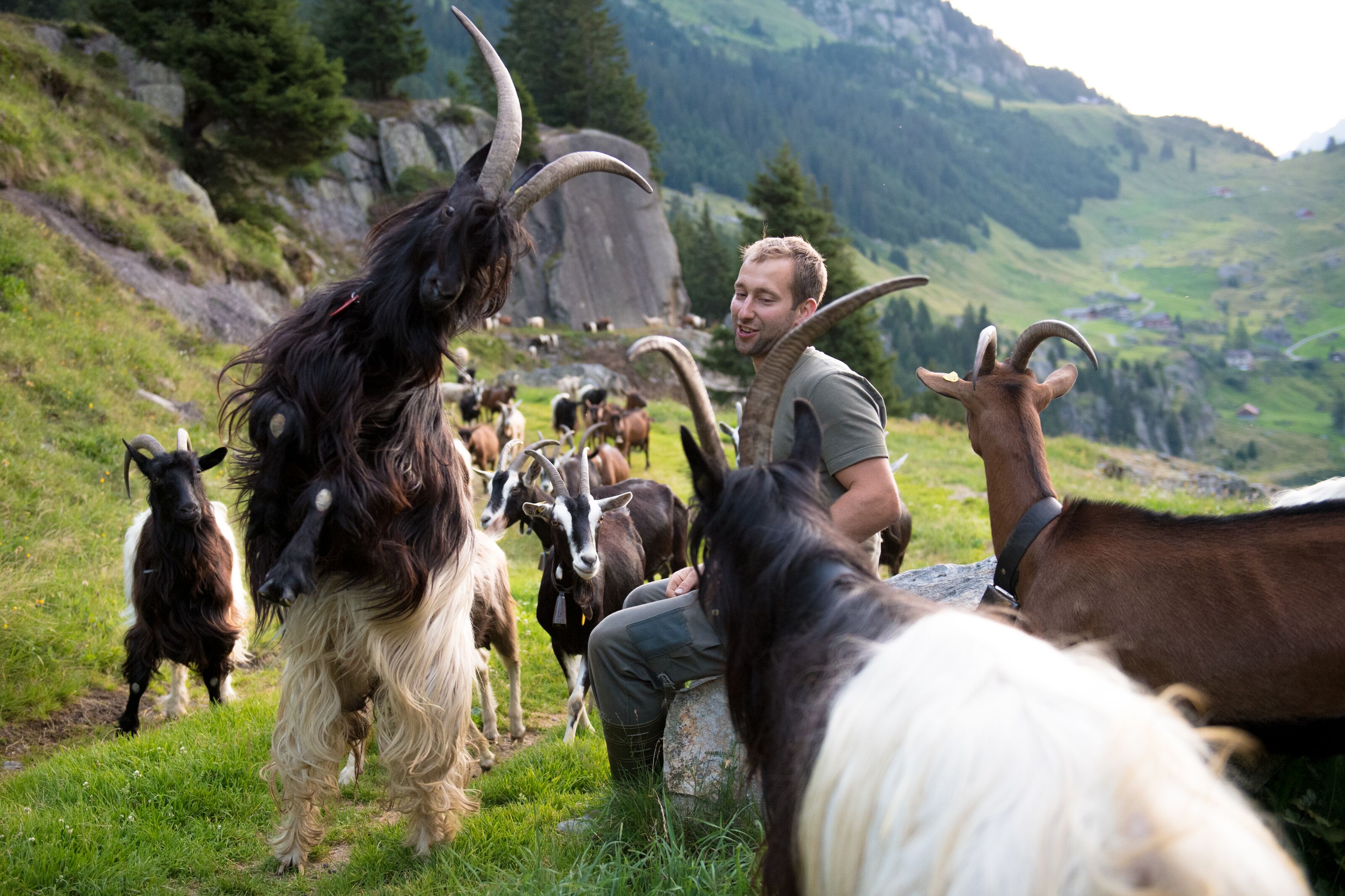 Christian Näf mit Geissen