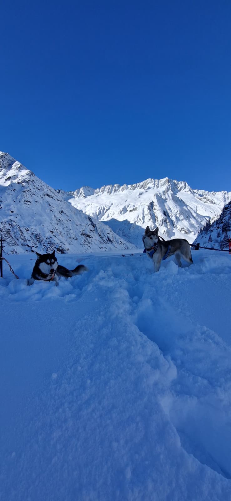 mys-Escursione con gli husky nella Göscheneralp-Göscheneralp