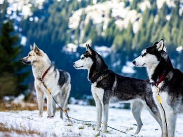 Blog Skitour mit Huskys Mit Huskys auf Skitour – zwei Tage Winterabenteuer im Urserntal