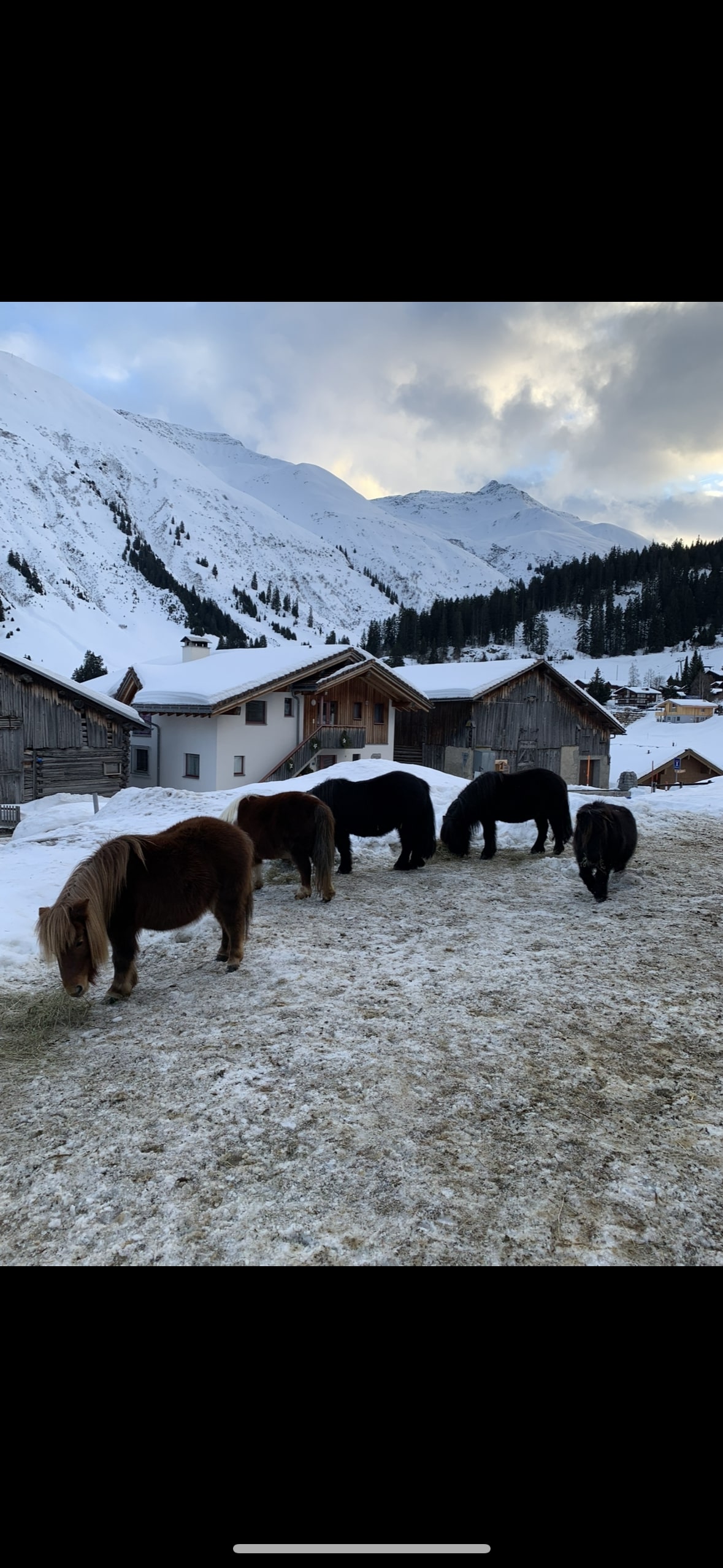 mys-Wandern mit Mini-Shetlandponys-Pony