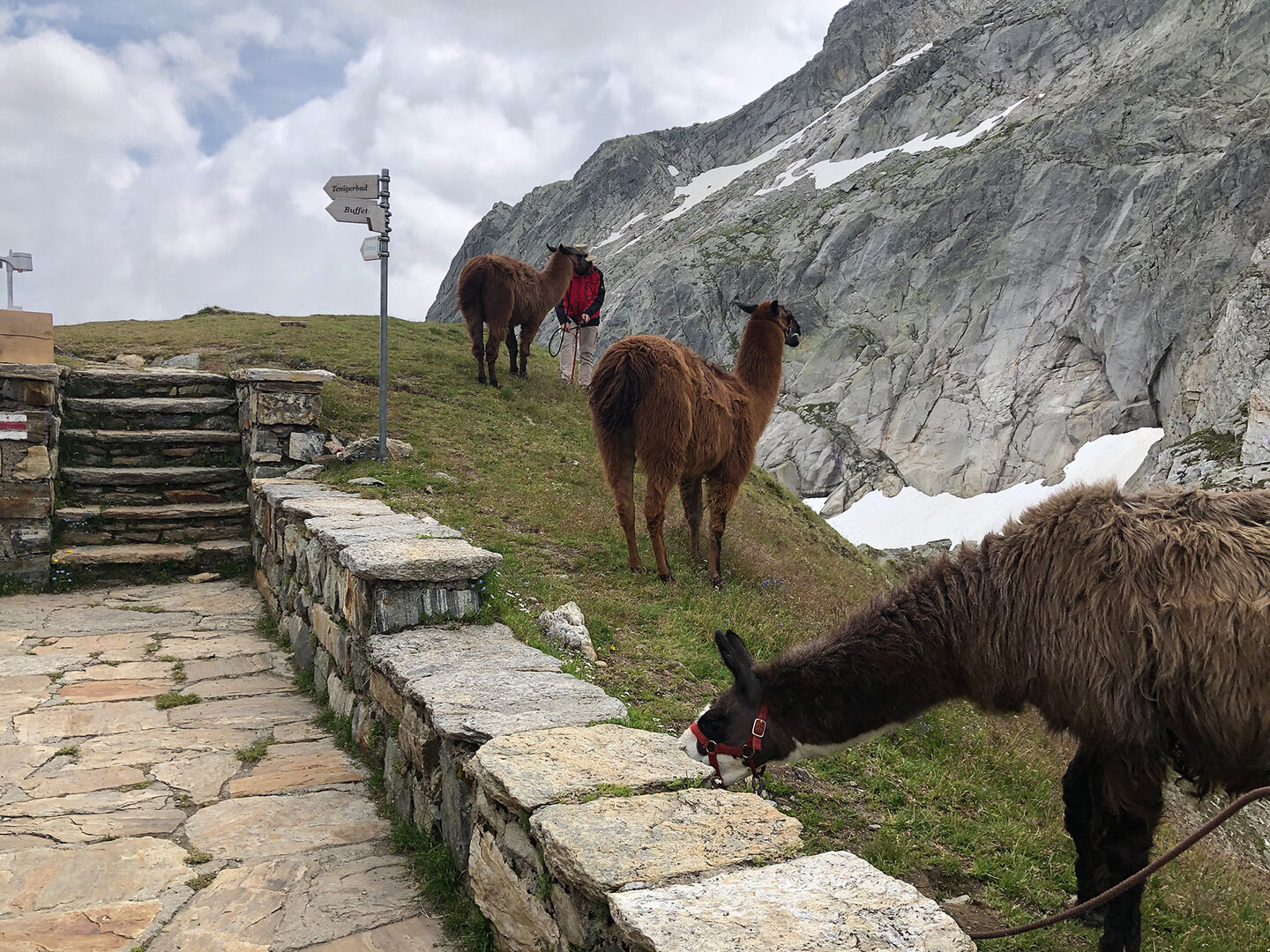 Lamas vor der Medelserhütte