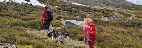 mys-Tageswanderung mit Huskys-Tages Wanderung mit Huskys