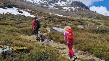 mys-Tageswanderung mit Huskys-Tages Wanderung mit Huskys
