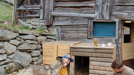 mys-Halbtages-Huskywanderung-Halbtages Husky Wanderung