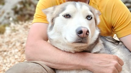 mys-Halbtages-Huskywanderung-Halbtages Husky Wanderung