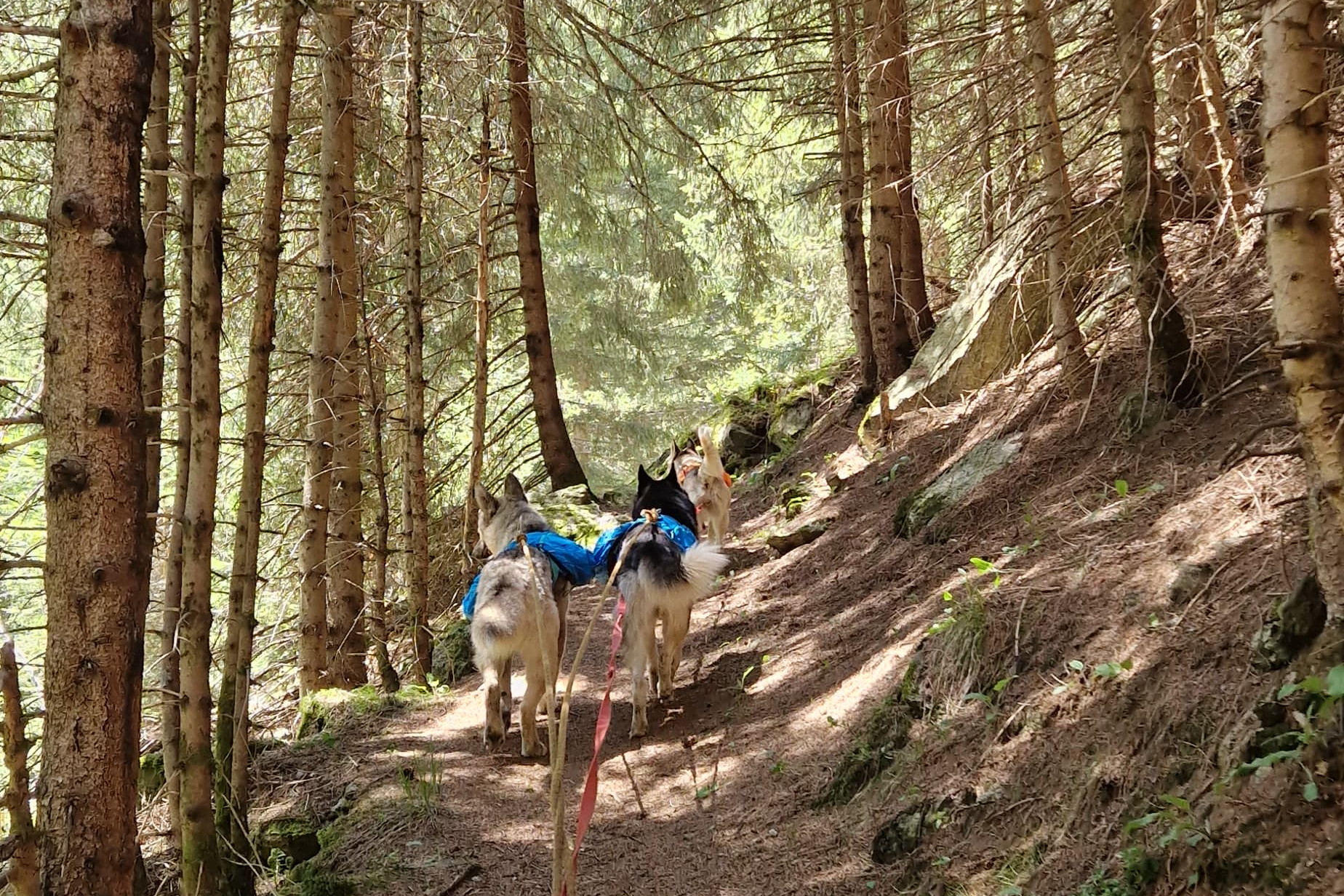 mys-Bergführer Nico Forrer-Halbtages Husky Wanderung