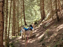 mys-Escursione con Husky di Mezza Giornata-Halbtages Husky Wanderung Escursione con Husky di Mezza Giornata