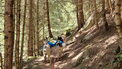 mys-Randonnée de demi-journée avec des huskies-Halbtages Husky Wanderung