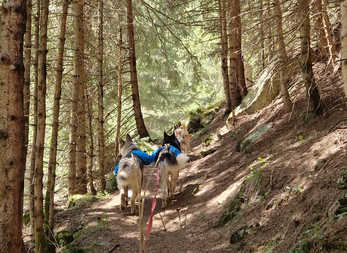 mys-Halbtages-Huskywanderung-Halbtages Husky Wanderung