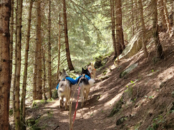 mys-Randonnée de demi-journée avec des huskies-Halbtages Husky Wanderung