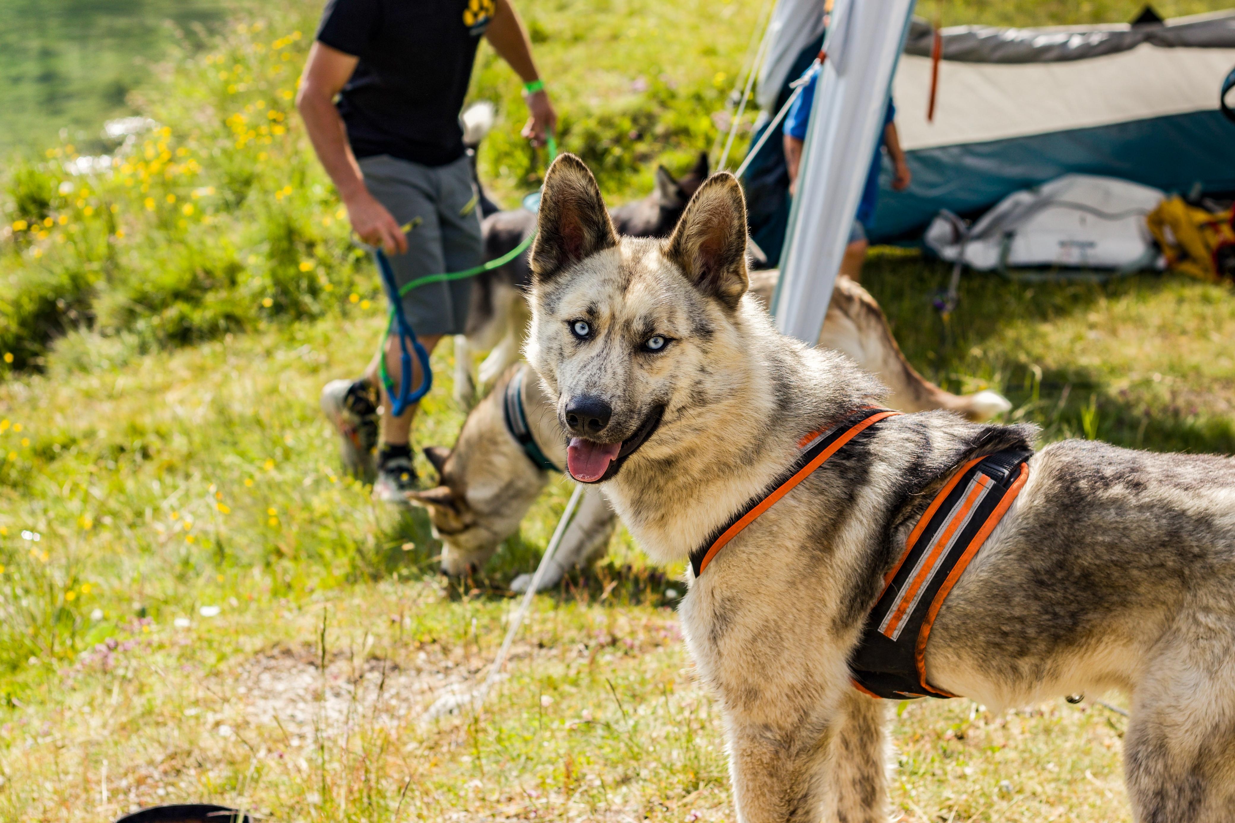 Husky Tages Wanderung 
