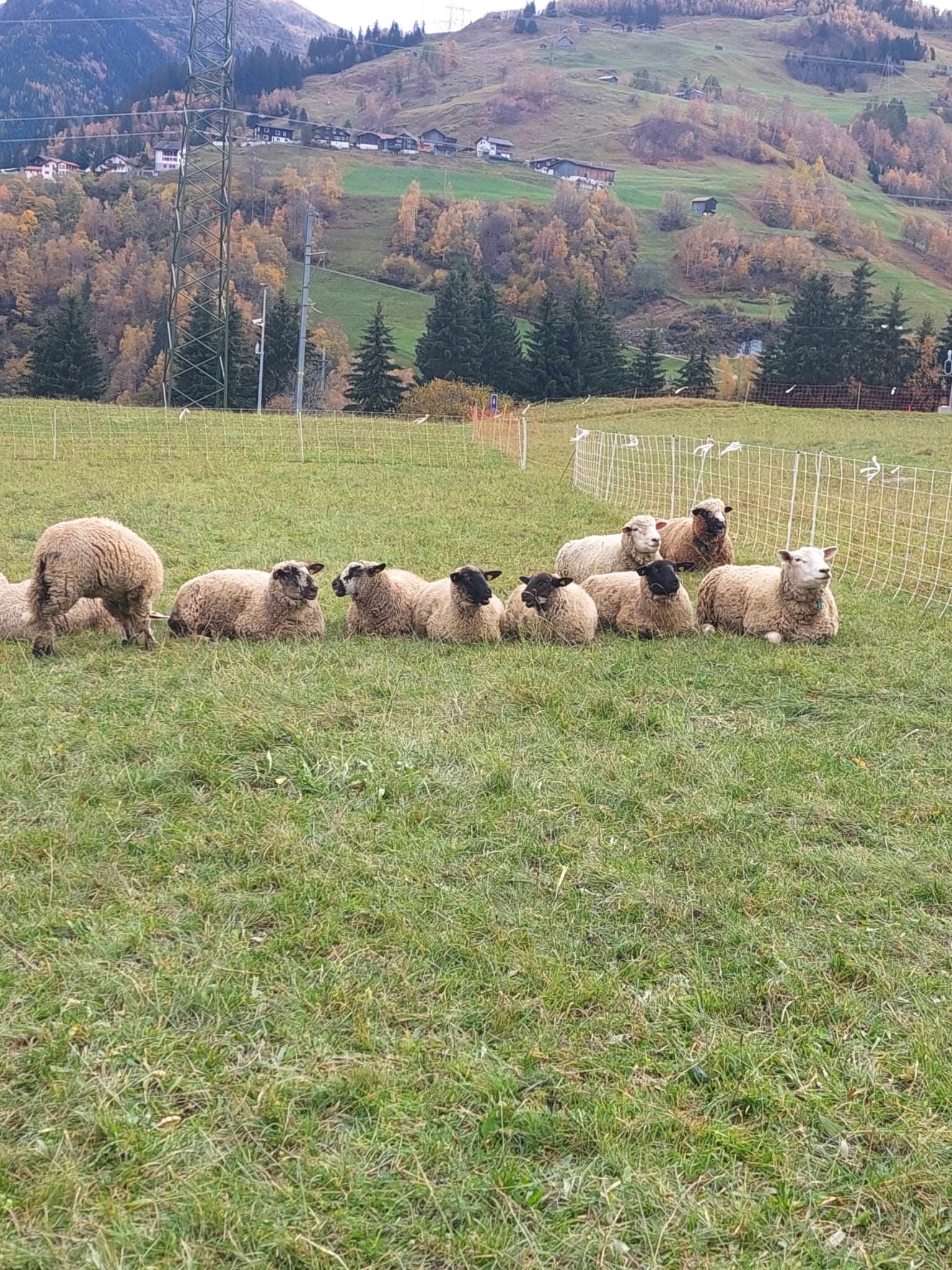 mys-Visita alla fattoria-Besuch auf dem Bauernhof Sandra Flepp