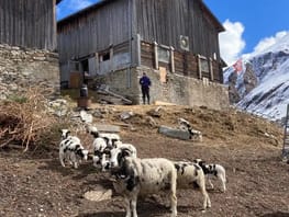 mys-Biohof Tschamut-Ziege & Schafe Biohof Tschamut