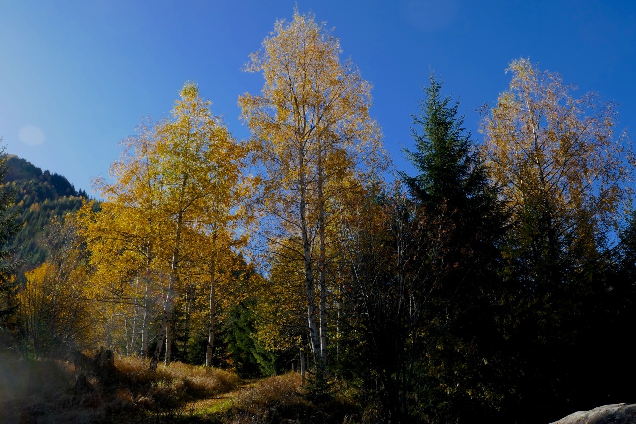 Sentier Piz Ault