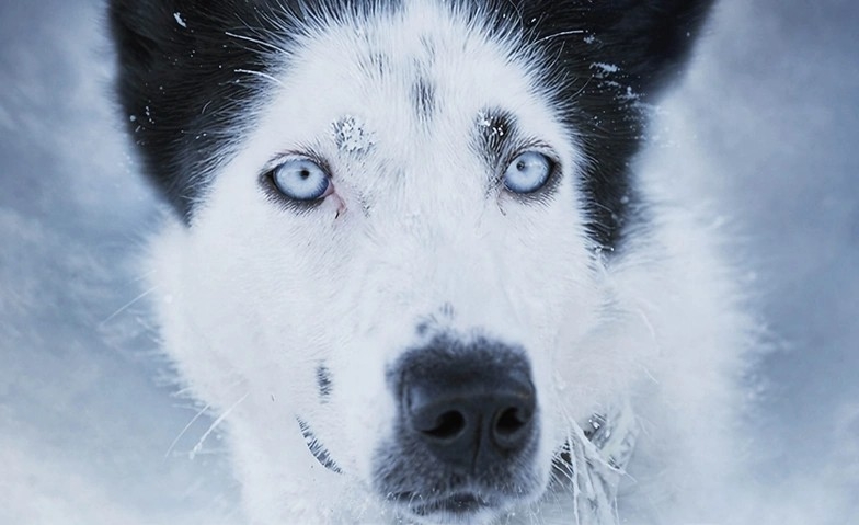 Cinema d'uaul - Waldkino: Huskies im Herzen