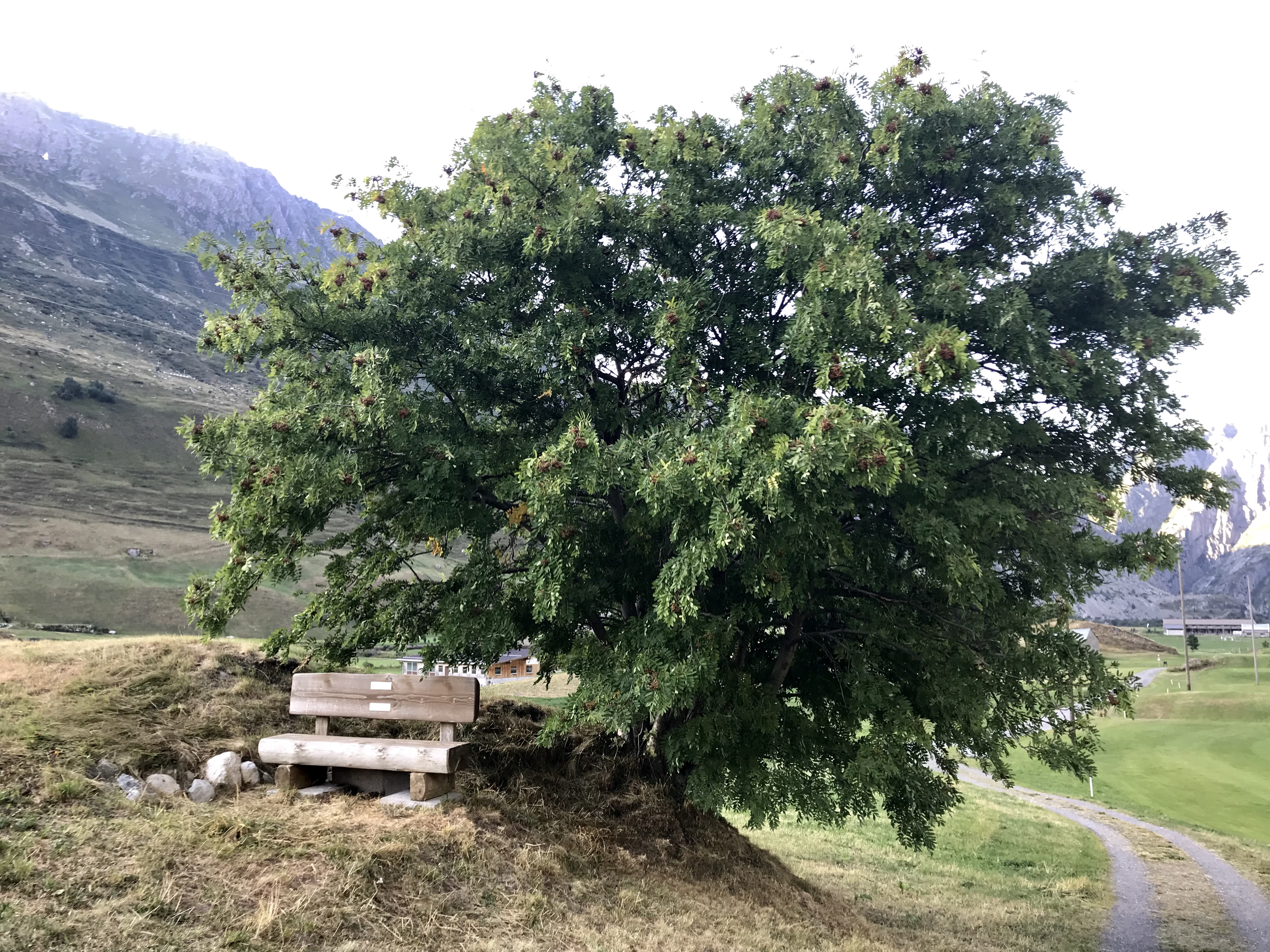 Sitzbank Dendlen vor Baum