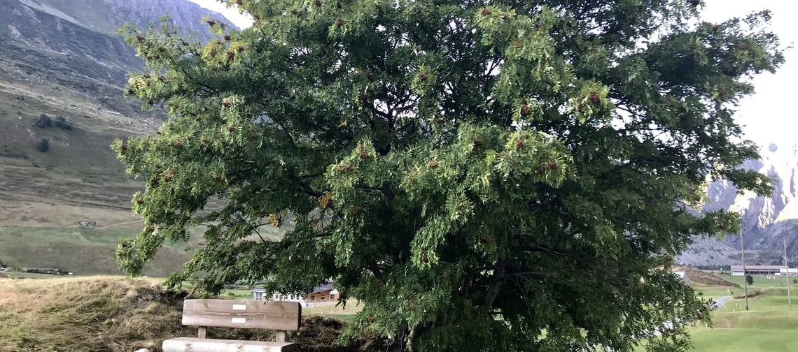 Sitzbank Dendlen vor Baum