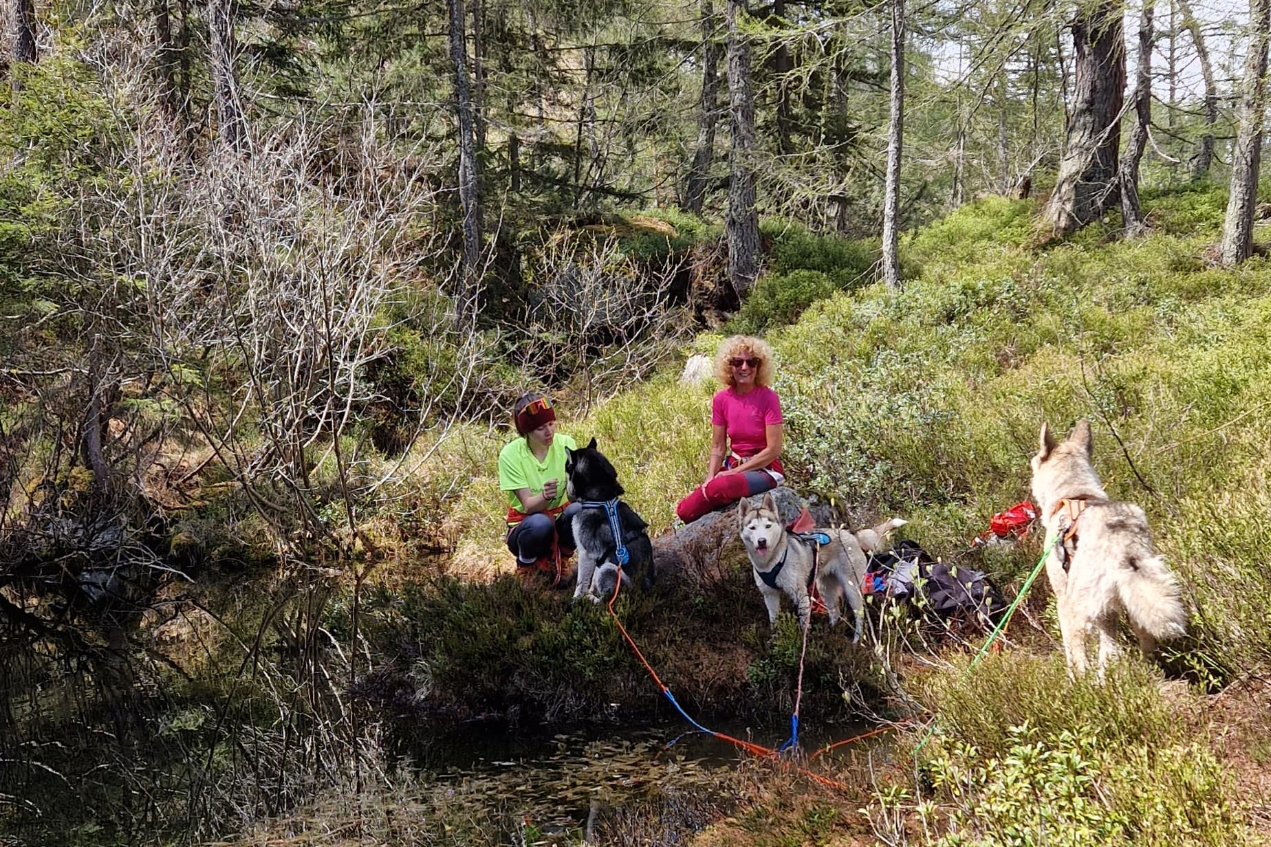 mys-Day Hike with Huskies-Tages Wanderung mit Huskys