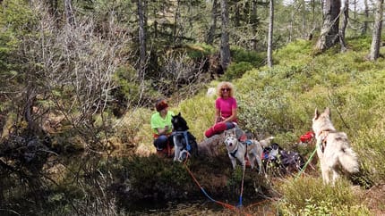 mys-Day Hike with Huskies-Tages Wanderung mit Huskys