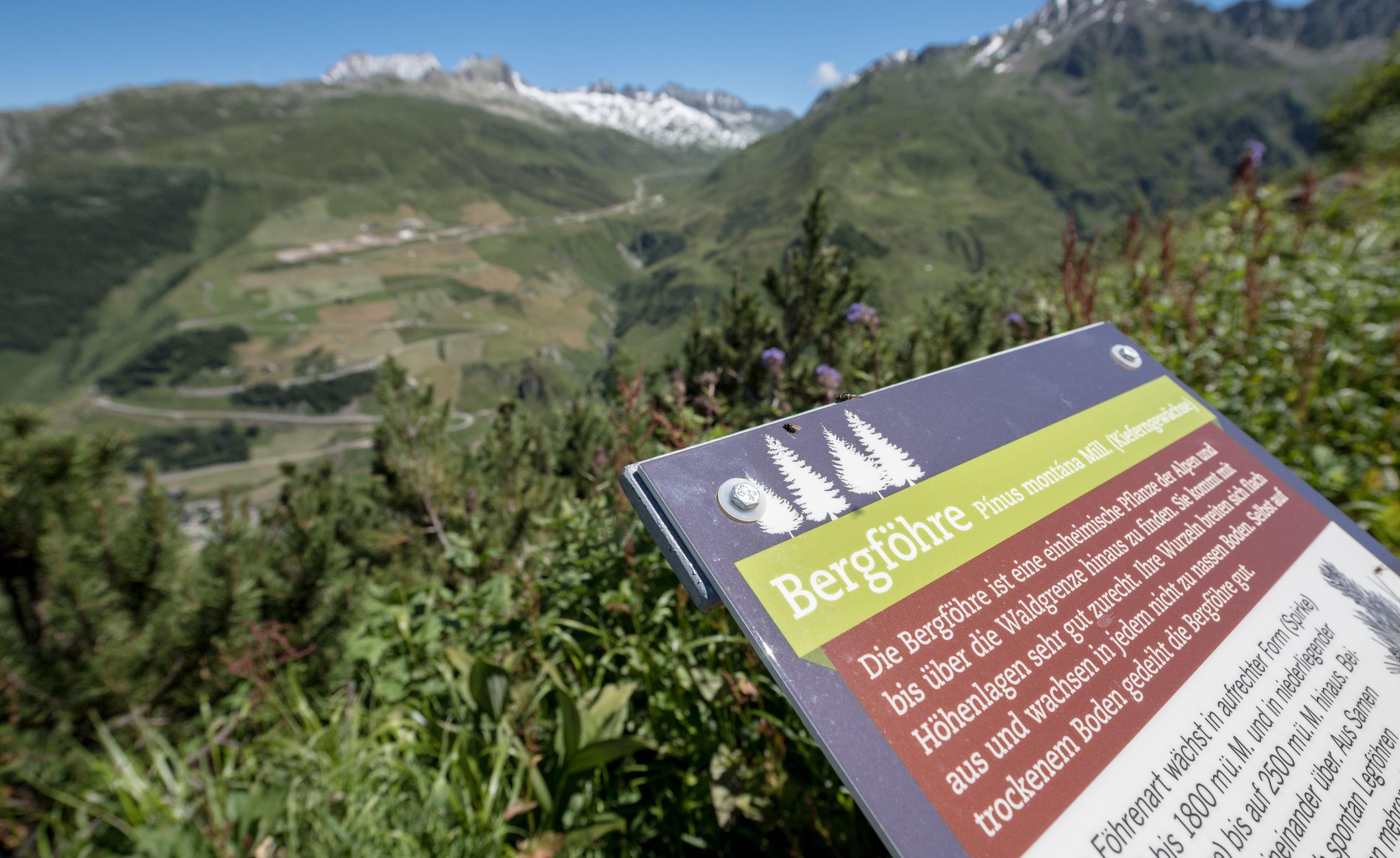Urserenwald forest educational trail
