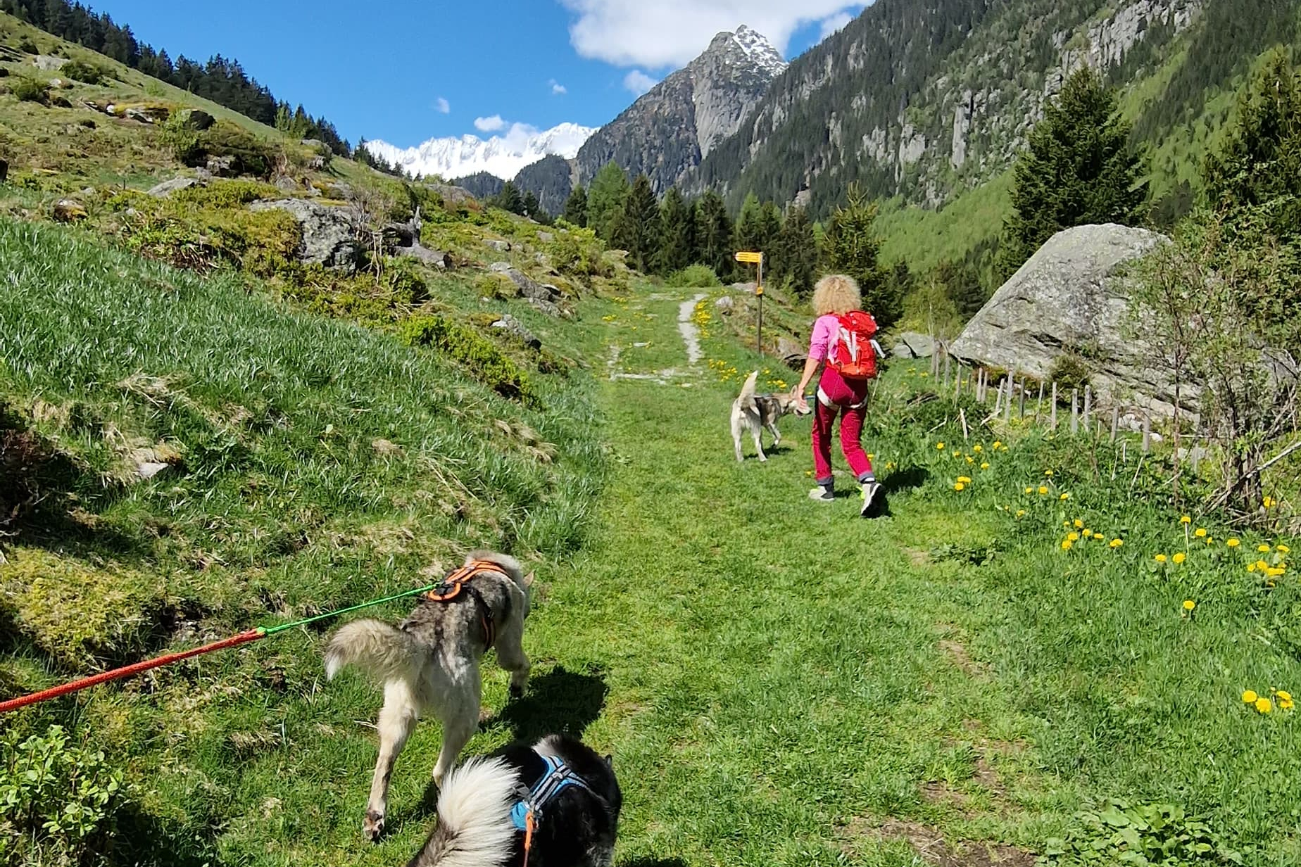 mys-Giornata Husky-Husky Tag